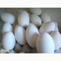 Продам инкубационное гусиное и утиное яйцо. Продам гусят, утят, цыплят