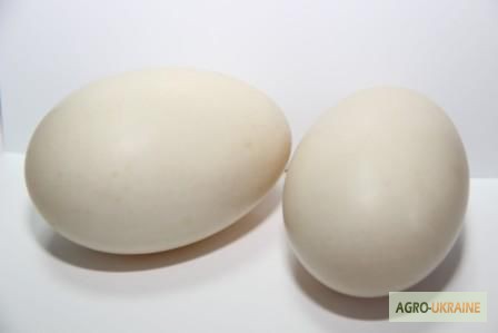 Фото 4. Продам инкубационное гусиное и утиное яйцо. Продам гусят, утят, цыплят