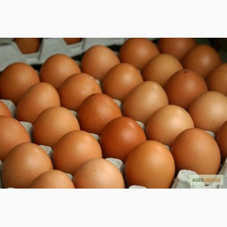 Продам яйца куриные первый сорт оптом
