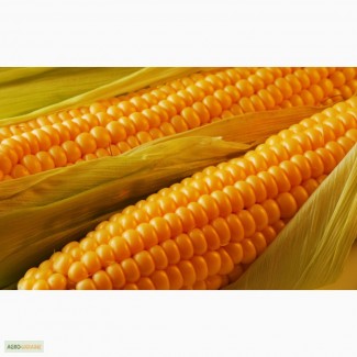 Семена гибридов кукурузы компании Маис