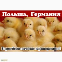 Суточные цыплята РОСС 708 и Ломан Браун (Польша)