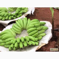 Бананы Fresh Green Cavendish Banana Premium от прямого поставщика (крупным и мелким оптом)