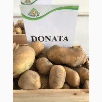 Волинська картопля. Продам якісне насіння картоплі