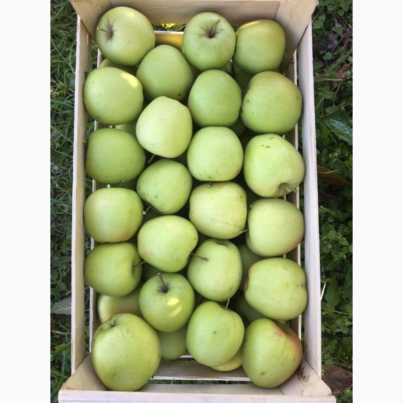 Фото 3. Продам яблоки от производителя. Опт/ много сортов
