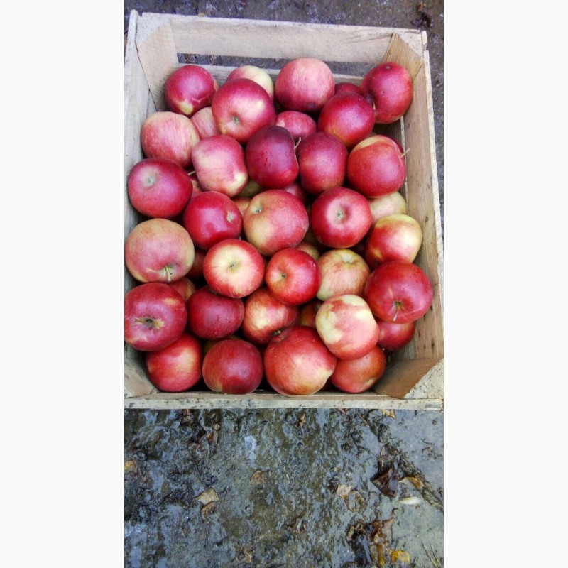 Фото 5. Продам яблоки от производителя. Опт/ много сортов