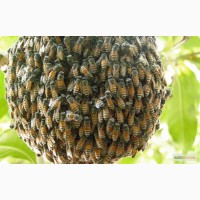 Продам бджолосім#039;ї