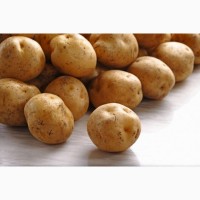 Картофель семенной – почтой