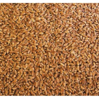 Продам пшеницу - 400 тонн