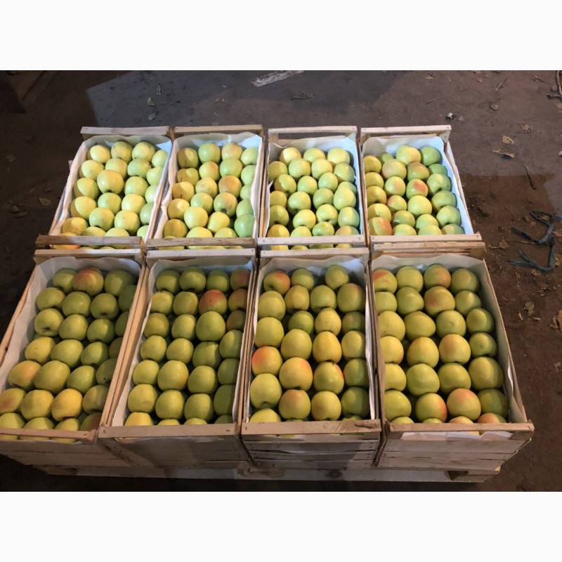 Фото 2. Продам високоякісні яблука з холодильника- (фрешовані)