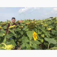 Продам насіння соняшника від виробника, під Євролайтінг, Гранстар, Класік технологіі
