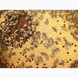 Продам бджолопакети на весну 2018 року