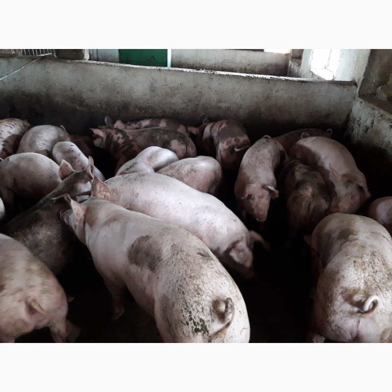 Фото 4. Продам відбірних свиней оптом