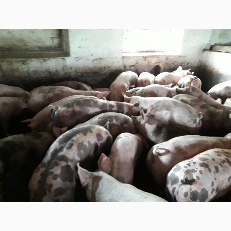 Фото 5. Продам відбірних свиней оптом