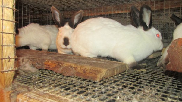 Продам каліфорнійських кролів, кроликів та кролячі клітки