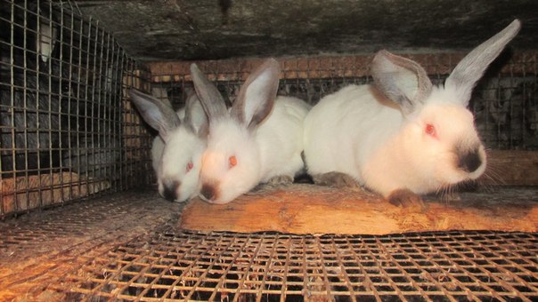 Фото 2. Продам каліфорнійських кролів, кроликів та кролячі клітки