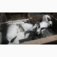 Продам каліфорнійських кролів, кроликів та кролячі клітки