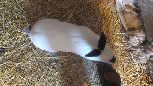 Фото 7. Продам каліфорнійських кролів, кроликів та кролячі клітки