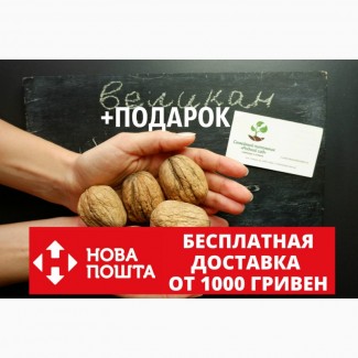 Грецкий орех Великан семена (10 шт) калибр 40-50мм на саженцы волоський горіх Велетень