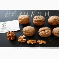 Грецкий орех Великан семена (10 шт) калибр 40-50мм на саженцы волоський горіх Велетень