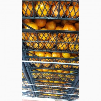Продам турецкие мандарины