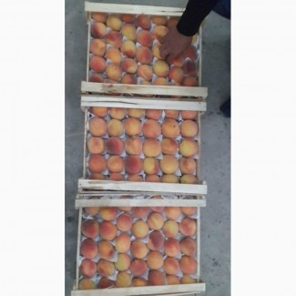 Персики из Узбекистана