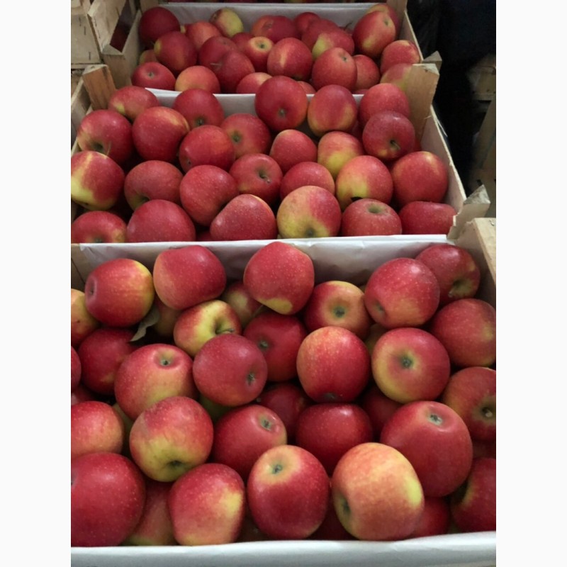 Фото 5. Продам яблука з холодильника