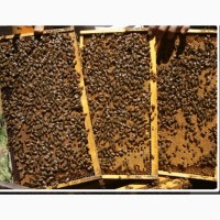Продам 4-х рамочные пчелопакеты карпатки