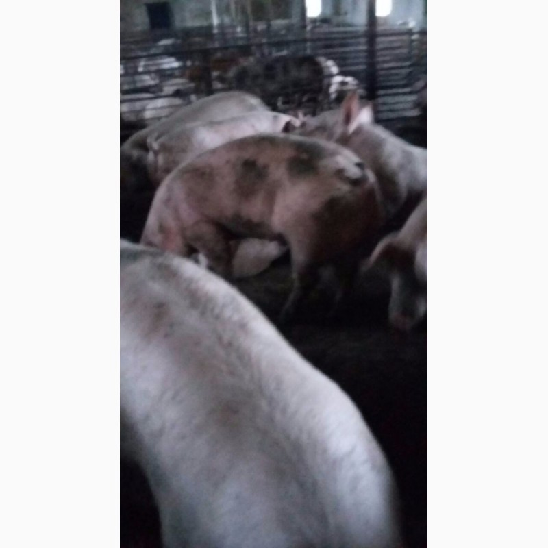 Фото 2. Продам свиней м#039;ясної породи, Київська обл