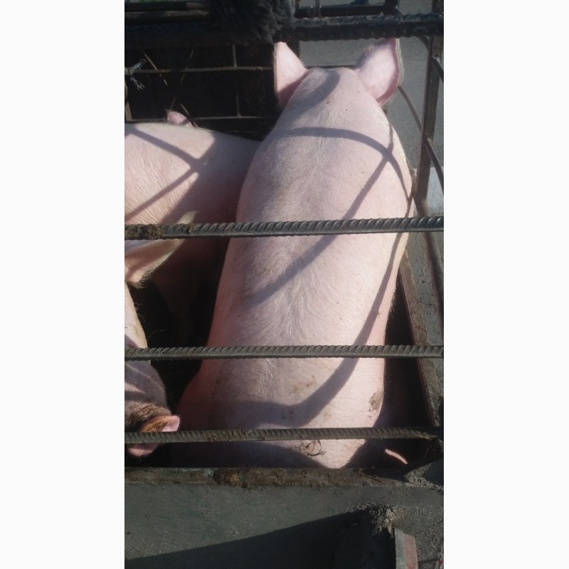Фото 4. Продам свиней м#039;ясної породи, Київська обл