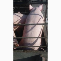 Продам свиней м#039;ясної породи, Київська обл