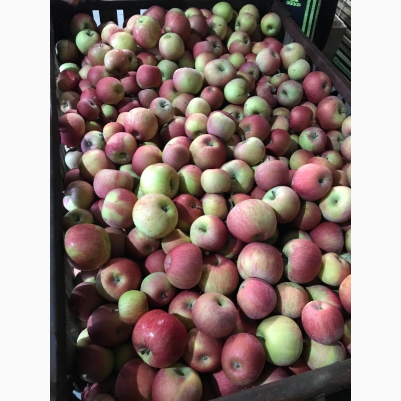 Фото 2. Продаємо яблука фрешовані.З холодильника.Фуджі та Грені