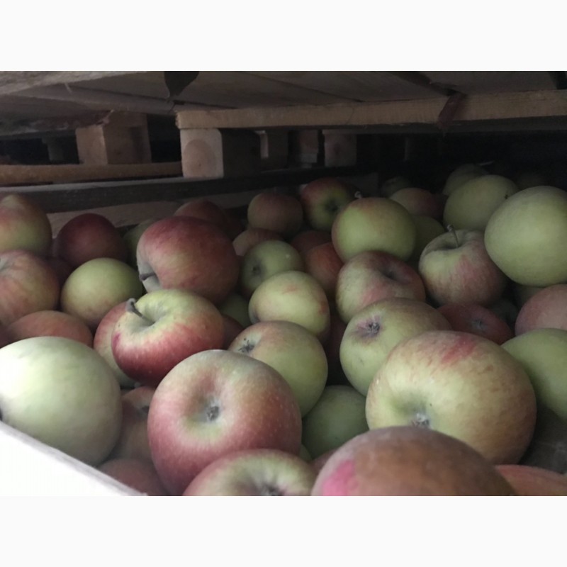 Фото 3. Продаємо яблука фрешовані.З холодильника.Фуджі та Грені