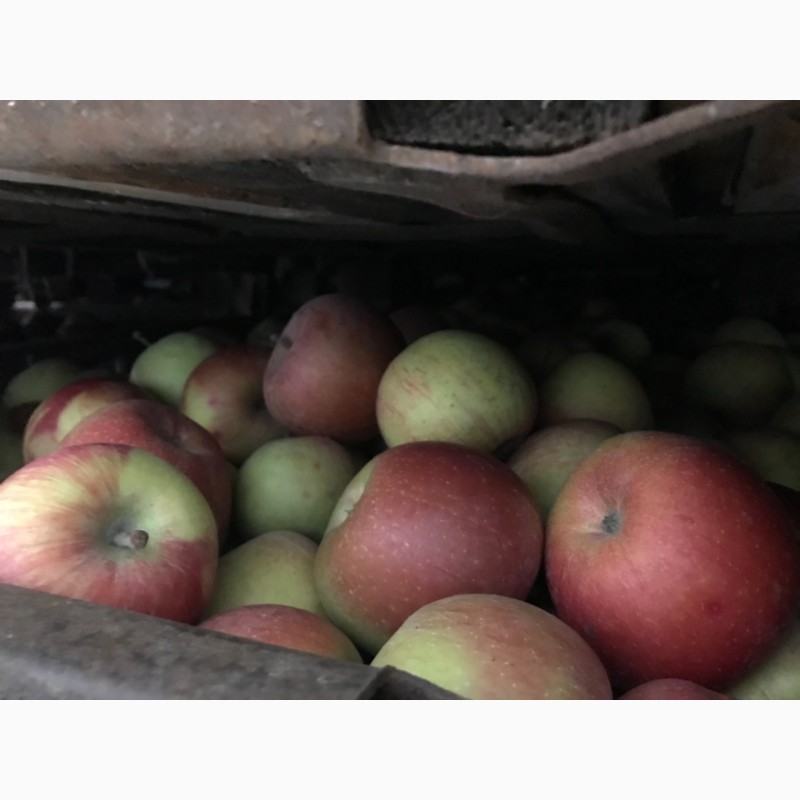 Фото 4. Продаємо яблука фрешовані.З холодильника.Фуджі та Грені