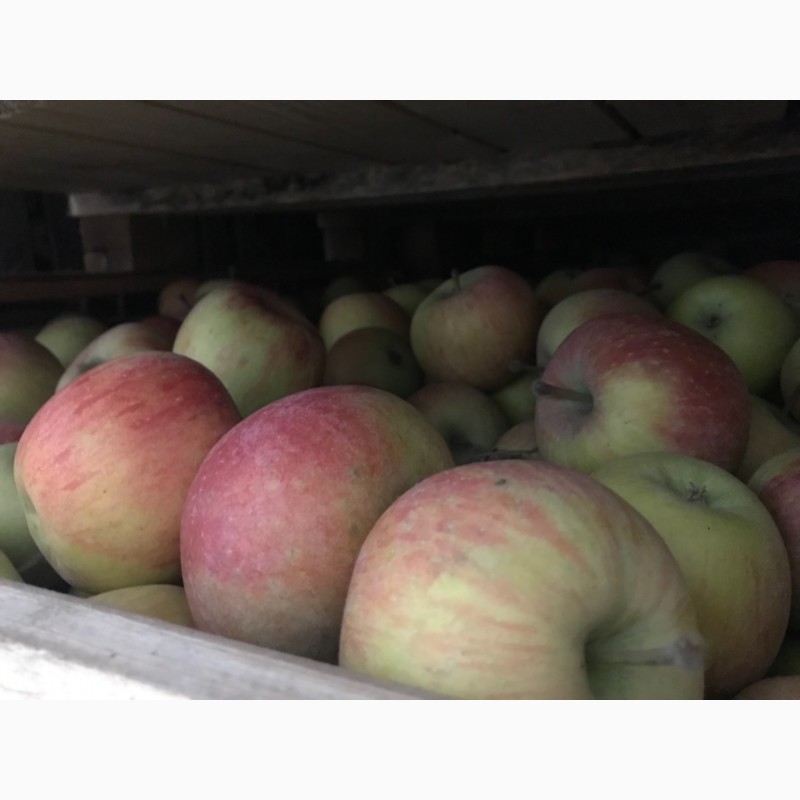 Фото 5. Продаємо яблука фрешовані.З холодильника.Фуджі та Грені