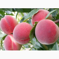 Екологічно-чисті персики з власного саду