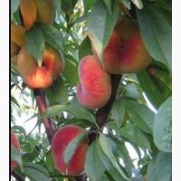 Екологічно-чисті персики з власного саду