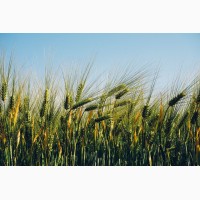 Пшеница озимая Кантата одесская и др. 1-реп, элита (Украина)