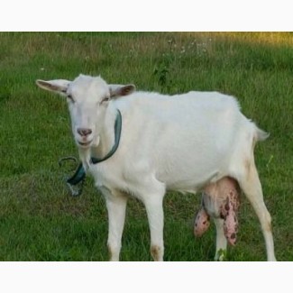 Продам породистых коз Зааненская та Ламанч, козлята, козел для случки