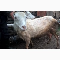 Продам породистых коз Зааненская та Ламанч, козлята, козел для случки