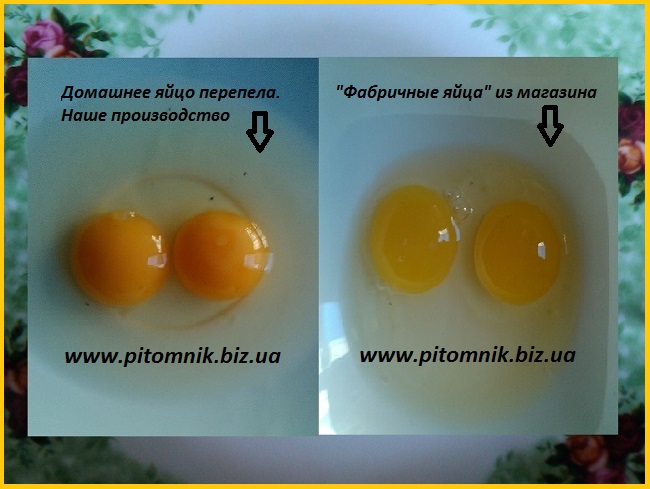 Фото 3. Перепелиные яйца - перепелов, домашние