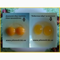 Перепелиные яйца - перепелов, домашние