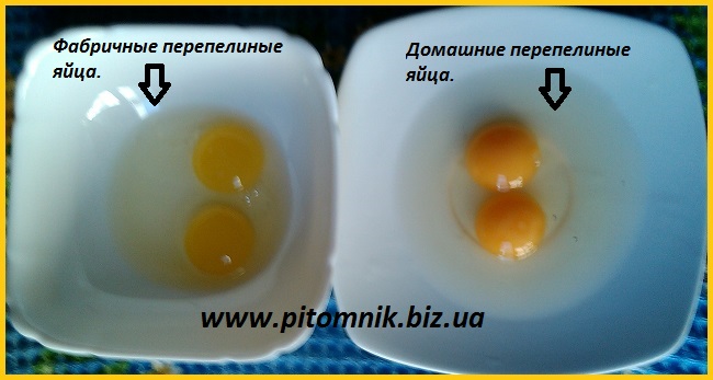 Фото 5. Перепелиные яйца - перепелов, домашние