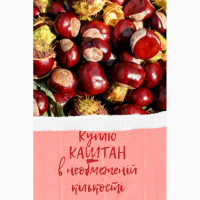 Покупаем плоды конского каштана (Полтавская область)