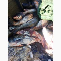 Продам живую рыбу толстолоб 3-5 кг Одесская область