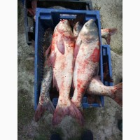 Продам живую рыбу толстолоб 3-5 кг Одесская область