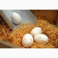 Интернет магазин инкубационные яйца