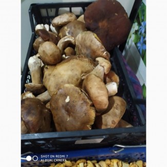 Продаю грибы Белые (свежие)