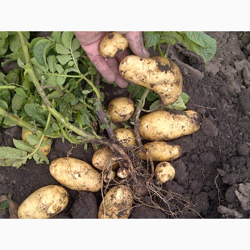 Фото 11. Продам картофель семенной от ранних до поздних сортов. В наличии 20 сортов. Розница и опт