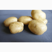 Продам картофель семенной от ранних до поздних сортов. В наличии 20 сортов. Розница и опт