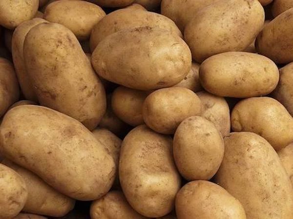 Фото 3. Продам картофель семенной от ранних до поздних сортов. В наличии 20 сортов. Розница и опт